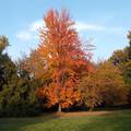 Szarvas - Arborétum - őszi táj - fotó: Kőszály
