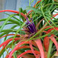 Virágzik a Tillandsia