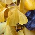 Ginko biloba levelek ősszel