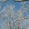 Haarlem Holland, white frost