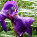 kerti nőszirom (Iris germanica)