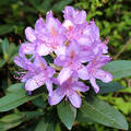 Magyarország, Kám, Jeli arborétum, rododendron