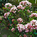 Holland, Haarlem, Viburnum Burkwoodii