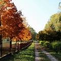 Magyarország, Dunaújváros, szabadstrand ősszel