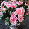 Haarlem Holland, Azalea op tafel