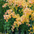 ezerszínű ősz