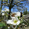 virágzó körtefa szorgalmas méhecskével