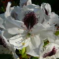 Rhododendron - 
Jeli Arborétum