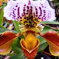 Orchidea a botanikus kertben