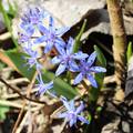 tavaszi csillagvirág (Scilla bifolia)
