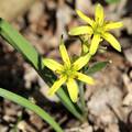 erdei tyúktaréj (Gagea lutea)