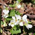fehér ibolya (Viola alba)