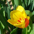 Tulipán