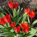 Korai tulipánok