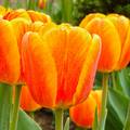 Tulipánok