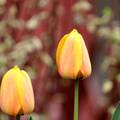 tulipán (Tulipa)