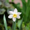 fehér nárcisz (Narcissus poeticus)