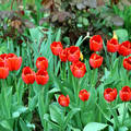 tulipán (Tulipa)