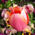Tulipán