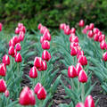 tulipán (Tulipa)
