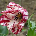 Tigris tulipán