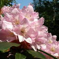 rododendron, - /jeli arborétum