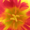 tulipán
