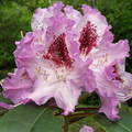Rododendron, - jeli-arborétum