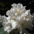Rododendron-Jeli Arborétum