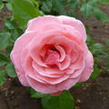 Floribunda rózsa