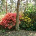 Rhododendron-Jeli Arborétum