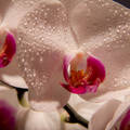 Orchidea vízcseppekkel