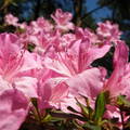 Rododendron,  jeli-arborétum