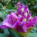 Rhododendron - Jeli Arborétum