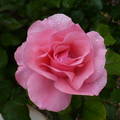 Rózsa, eső után