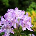 rododendron