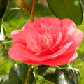 Camellia