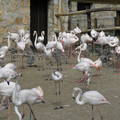 Flamingók csibéikkel a Budapesti Állatkertben