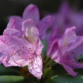 Rododendron virág