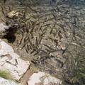 Plitvicei tavak, halacskák, Horvátország