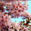pink blossoms
