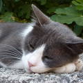 Szunyókáló macska Dubrovnikban