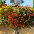 Virágok egy lámpa oszlopon,Fotó:Szolnoki Tibor