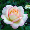 Princesse de Monaco