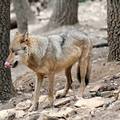 Magyarország, Budakeszi, Vadaspark, európai szürke farkas (Canis lupus lupus)