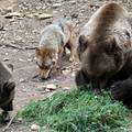 Magyarország, Budakeszi, Vadaspark, barna medve (Ursus arctos) és európai szürke farkas (Canis lupus lupus)