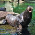 Amsterdam, Artis Zoo, Papa Sea Lion is Hungry