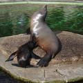 Amsterdam, Artis Zoo, Sea Lion baby is drinking