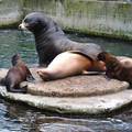 Amsterdam,  Artis Zoo, Baby Sea Lions, Father and Mother Sea Lions