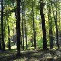Alcsúti Arborétum, erdő